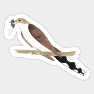 Yellow-Billed Cuckoo Watercolor Painting Sticker